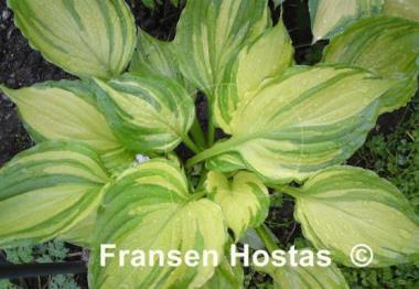 Hosta ventricosa 'Aureomaculata'