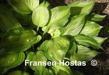 Hosta ventricosa 'Aureomaculata'