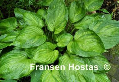 Hosta ventricosa 'Aureomaculata'