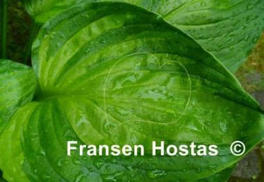 Hosta ventricosa 'Aureomaculata'