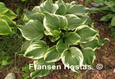 Hosta ventricosa 'Aureomarginata'