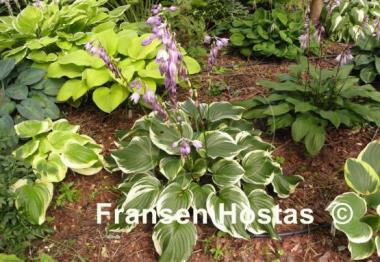 Hosta ventricosa 'Aureomarginata'