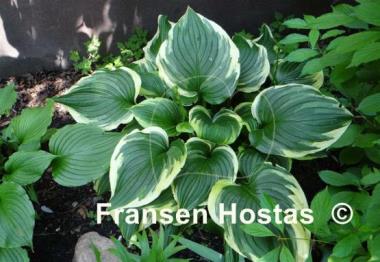 Hosta ventricosa 'Aureomarginata'