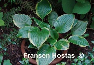 Hosta ventricosa 'Aureomarginata'