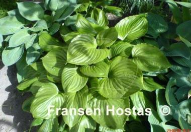 Hosta ventricosa