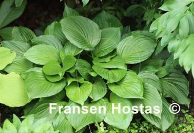 Hosta ventricosa