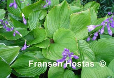 Hosta ventricosa