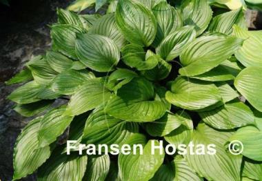 Hosta ventricosa
