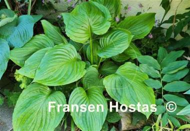 Hosta ventricosa