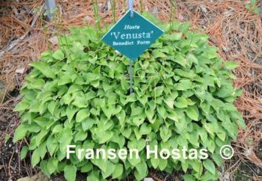 Hosta venusta 'Benedict Form