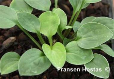 Hosta venusta 'Benedict Strain'