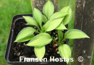Hosta venusta 'Ki Nakafu Otome'