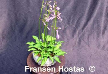 Hosta venusta 'Ki Nakafu Otome'