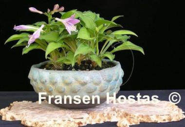 Hosta venusta 'Ki Nakafu Otome'