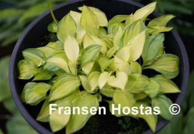 Hosta venusta 'Ki Nakafu Otome'