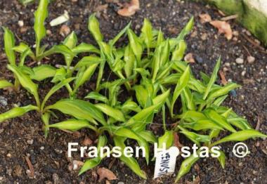 Hosta venusta 'Ki Nakafu Otome'