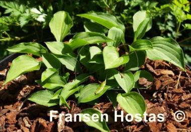 Hosta venusta 'Minuet'