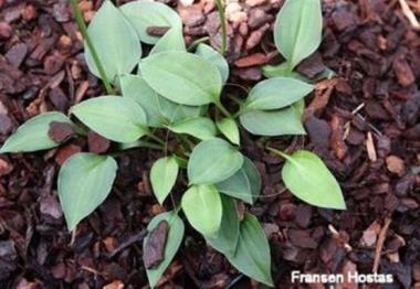 Hosta venusta 'Porter'
