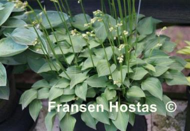 Hosta venusta 'Porter'