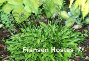 Hosta venusta