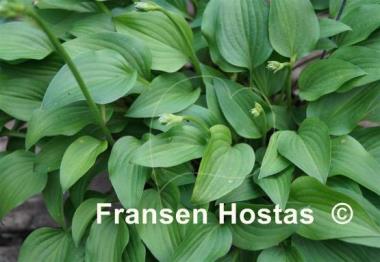 Hosta venusta