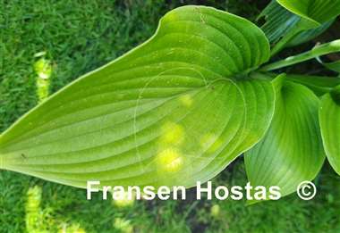 Hosta WHITE TRIUMPHATOR 
