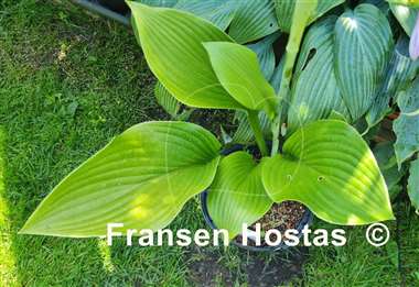 Hosta WHITE TRIUMPHATOR 