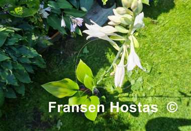 Hosta WHITE TRIUMPHATOR 