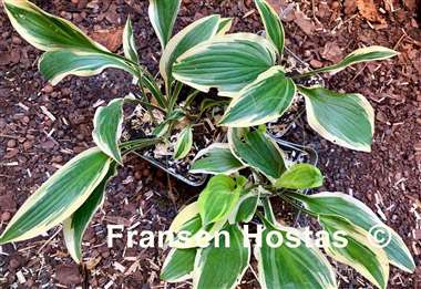 Hosta Waldläufer