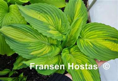 Hosta War Paint