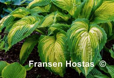 Hosta War Paint