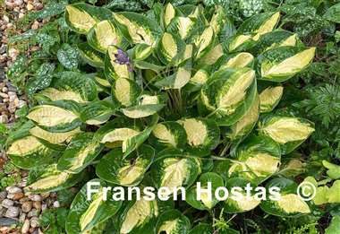 Hosta Warwick Comet