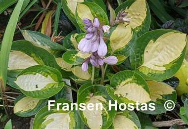 Hosta Warwick Comet
