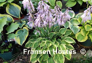 Hosta Warwick Curtsey