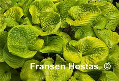 Hosta Waukon Golden Pond