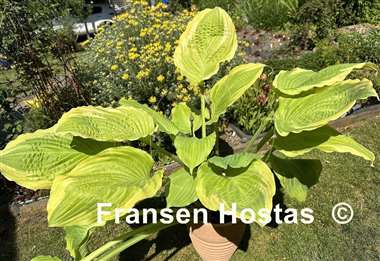 Hosta Wave Runner
