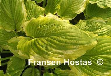 Hosta Wave Runner