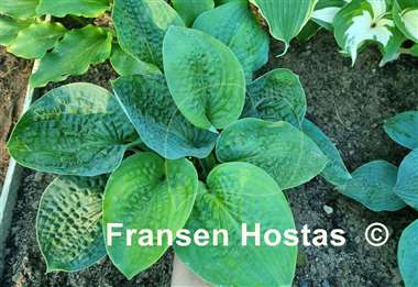 Hosta Website