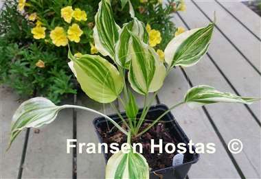 Hosta Wedding Night