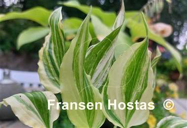Hosta Wedding Night