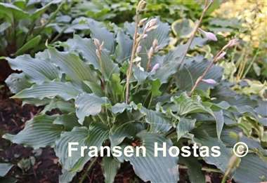 Hosta Whispering Waves