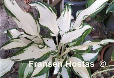 Hosta White Christmas