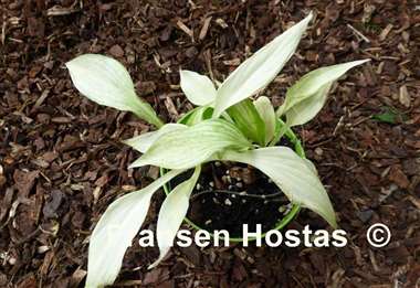 Hosta White Feather Improved
