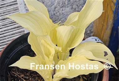 Hosta White Feather