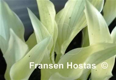 Hosta White Feather