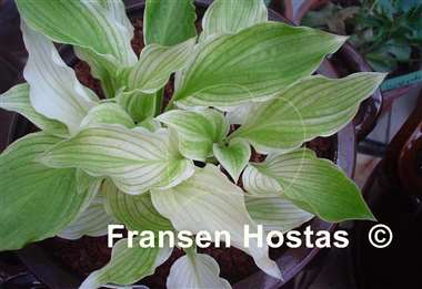 Hosta White Leaves FH Collection 2024