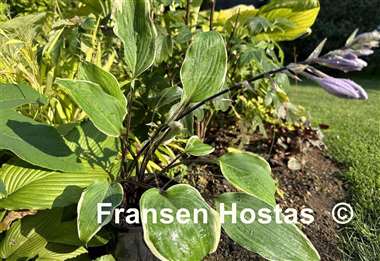 Hosta White Linen