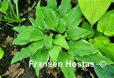 Hosta White Linen