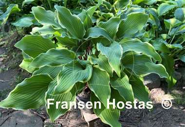 Hosta White Linen