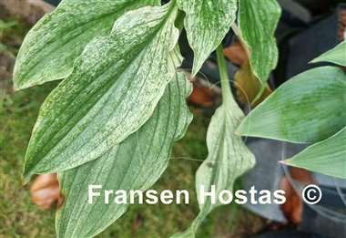 Hosta White Wall Tire